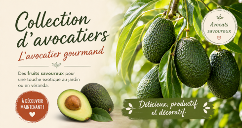 Collection avocatier